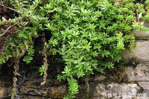 野外4种“野盆栽”,随便挖回家一棵,漂亮无比,省下买花钱