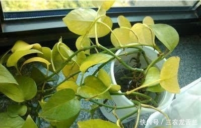  感染细菌|绿萝隔三差五的长出黄叶来, 赶紧这么处理