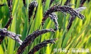 黑米|煮饭的时候加一把此物,气血好了,皱纹没了,白发变黑发