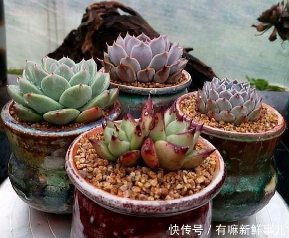 理清这些关系,或许你养的多肉不会徒长了!