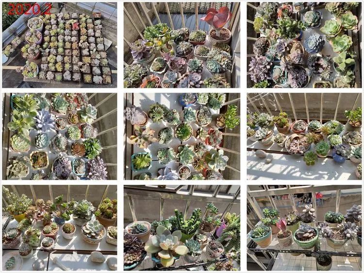 每次的剁手都是忍无可忍，无需再忍！买买买！静待肉美！