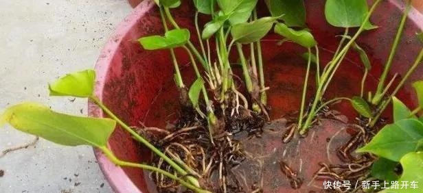 8种花换盆,换好了生一堆,换错立马死!8种花换盆,换好了生一堆,换错立马死!