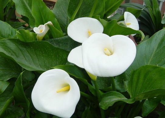 皮肤瘙痒|此款花卉，好养易爆盆，春夏开花，花开十分美丽