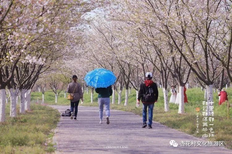 关于春天的样子，杏花村都有！|春游江淮请您来 | a5233