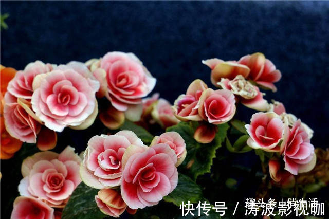 客厅养花,不如养盆“开花精品”丽格海棠,花朵茂密,花香四溢