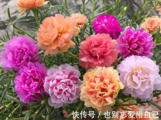最受欢迎的花，开花超漂亮，花期还长，一养就是好几盆！