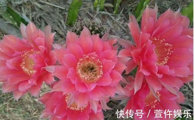 想让家里的仙人球开花爆盆,那怎么保证每年夏天爆盆呢