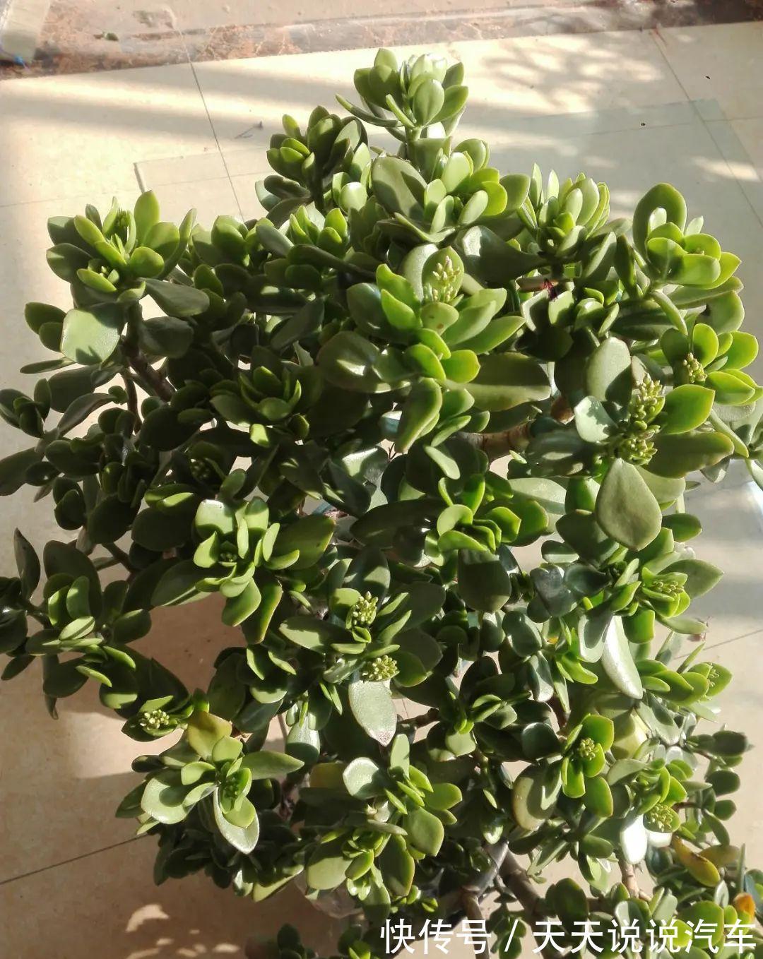 一个多肉小叶片,3个月后养爆盆,咋养的