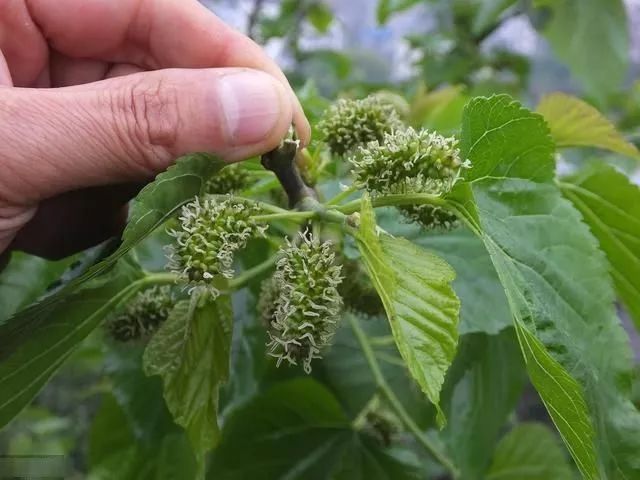 腰间盘突出|止疼秘方!腰突疼痛,手足麻木摘两片叶子,消痛立马见效!