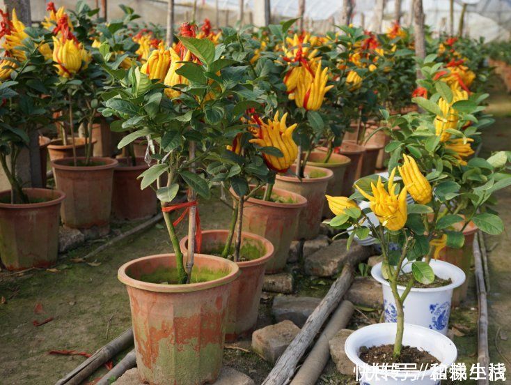 富贵籽|能开花也能结果，3种花养在家里，真不赖