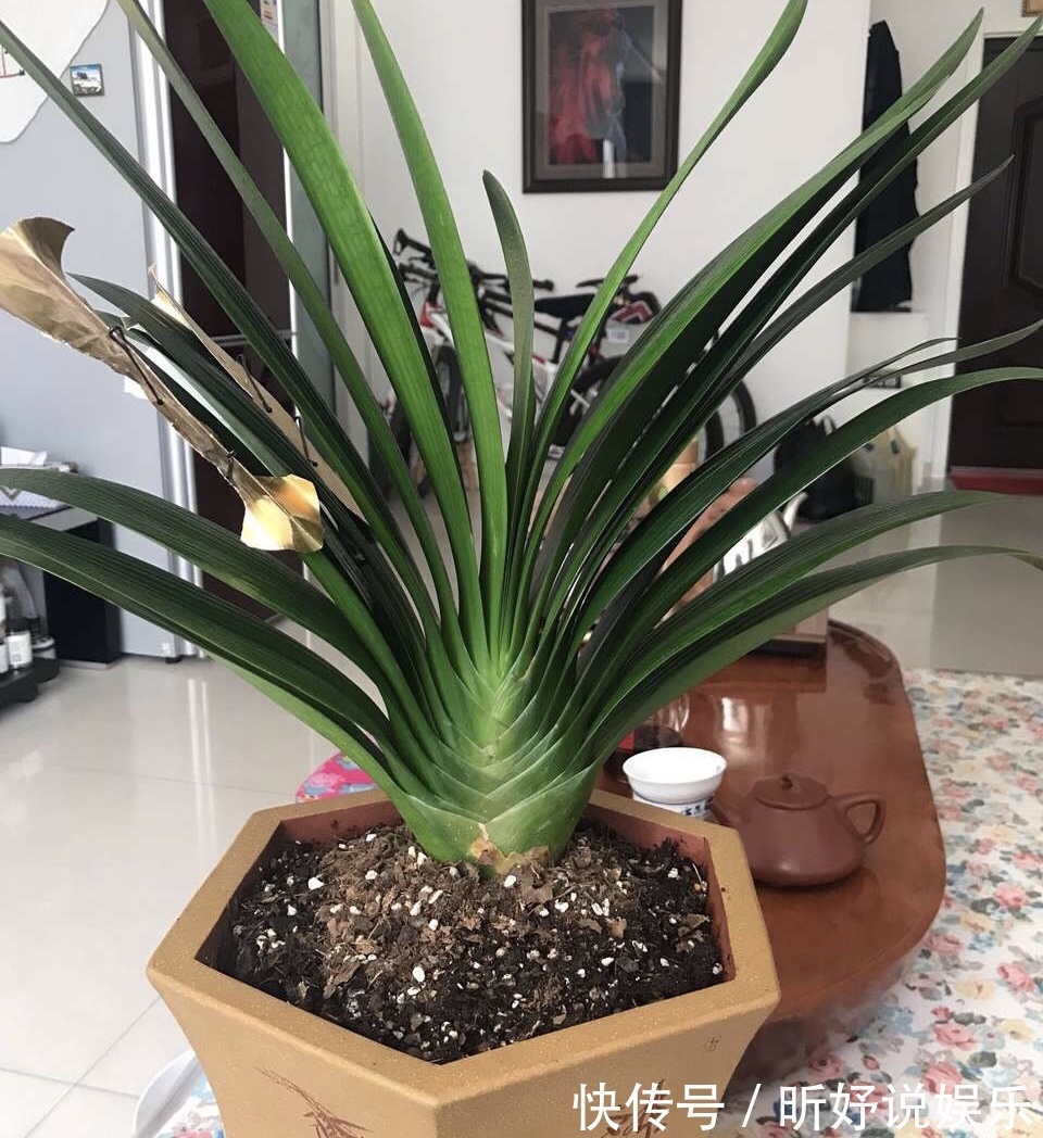 担心“君子兰”今年不开花2种肥料“换着用”,入冬开花不用愁