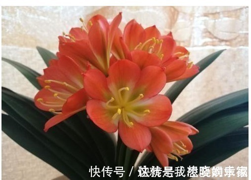 给君子兰浇水时加点料,一月用2次,叶子油绿有光泽。