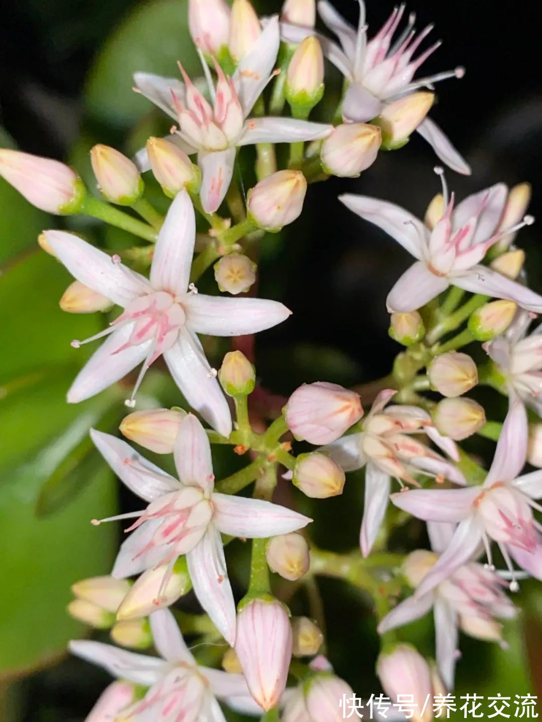 掌握8点养好玉树的技巧,其他景天科青锁龙属的多肉都能养好了