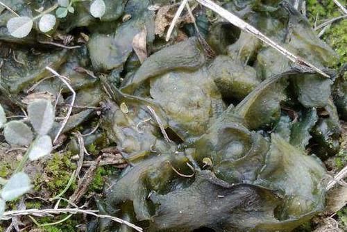 雷公菌|城里这种野菜一斤卖70,农村满地随便捡,营养胜过5只老母鸡