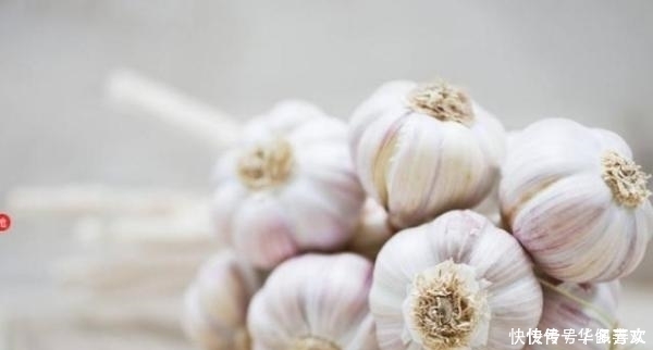 身體|經(jīng)常吃腌制后的大蒜,對(duì)身體有益還是有害?看看營(yíng)養(yǎng)師怎么說(shuō)