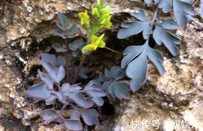 清热解毒|它长在石缝里,治“痔疮”有奇效,采一斤卖500!