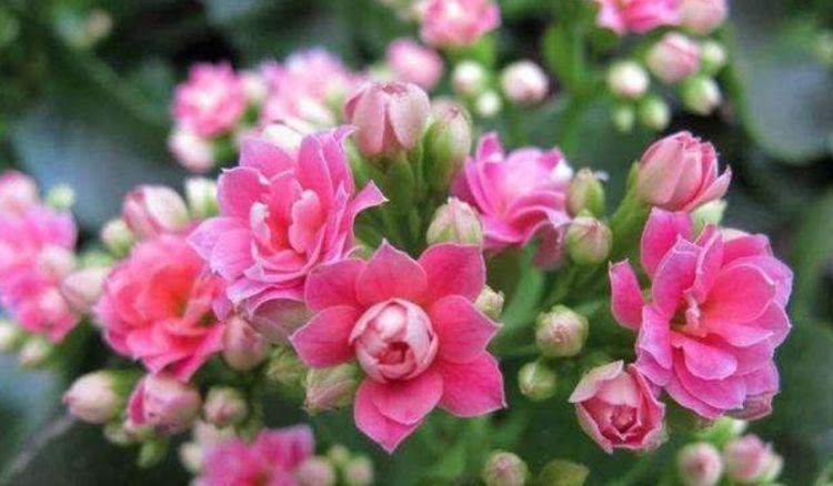4种花是花中劳模,一年四季开花不断,花朵美艳迷人