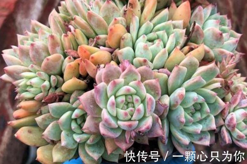 养多肉霜花,盆栽多注意这些细节,茎叶又绿又粉,贼好看