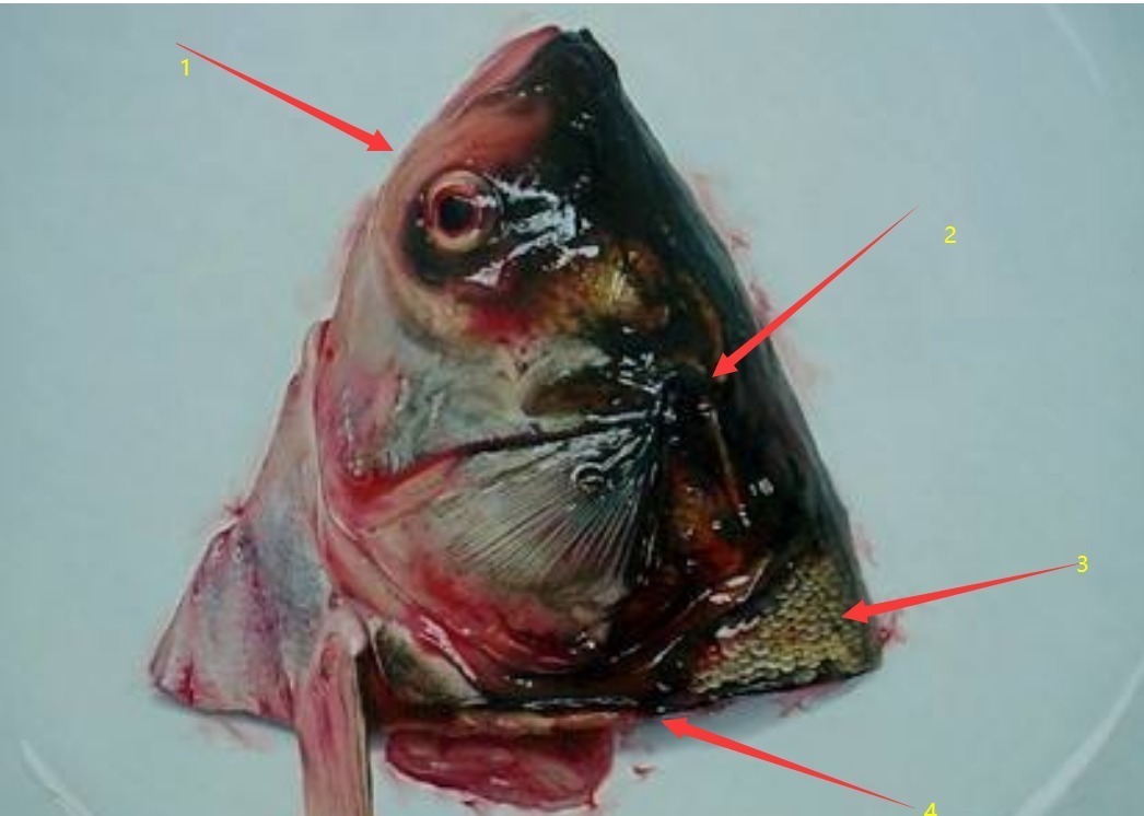 专家|他画了一个鱼头,被质疑是照片,放大3倍后,专家:这不是画