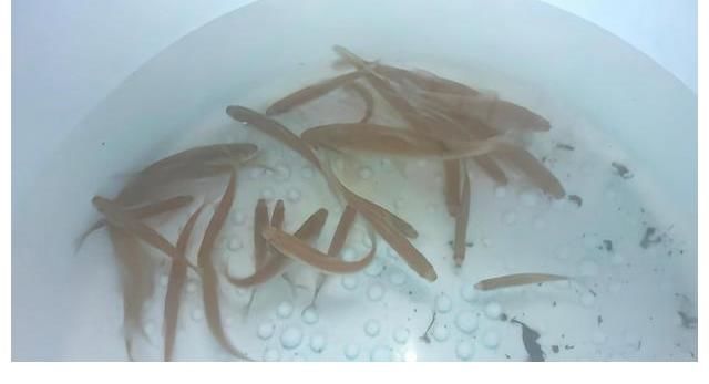 江西水库麦穗鱼泛滥？其实它已入侵34国，欧洲早就成“重灾区”