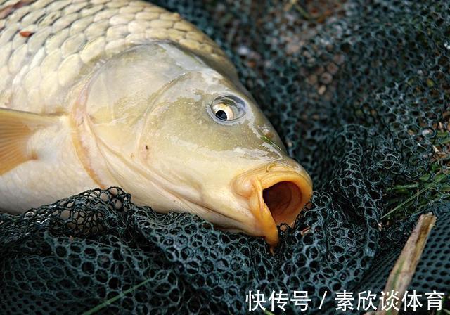 口诀|学会这三句口诀，浮漂一动就提竿，竿竿都有口