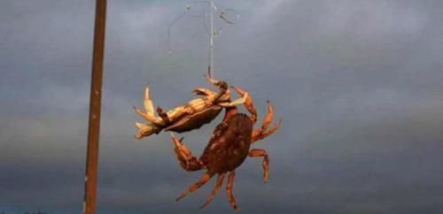 总结钓螃蟹的4种方法不用鱼钩,全靠陷阱诱捕