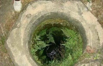 老水井|老水井边的这种草,人称八字龙,如今不多见,能抗癌,看到别乱拔