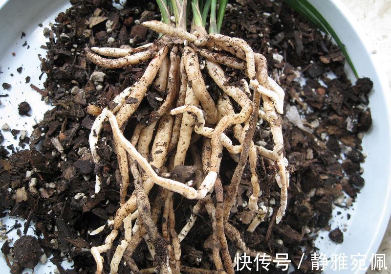 栽种|兰花上盆，5个窍门细节做足，根系深，花箭窜，兰花多又香