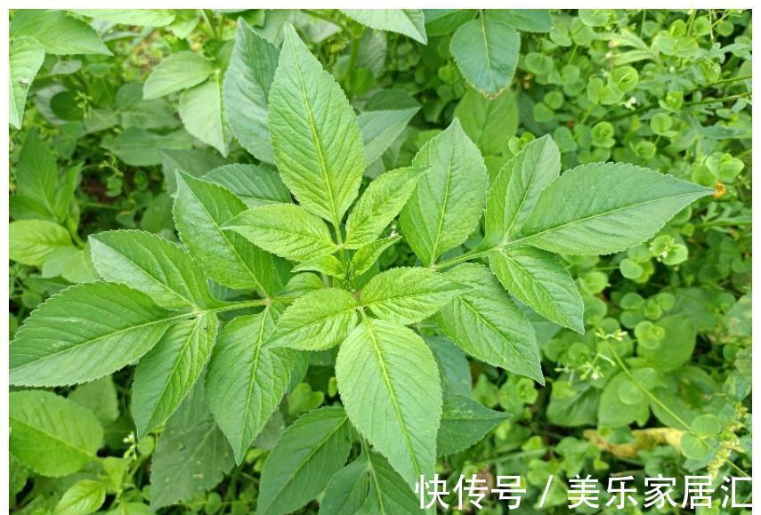 农村|鬼针草：在农村没人当回事，在中药中却大有价值，清热解毒效果好