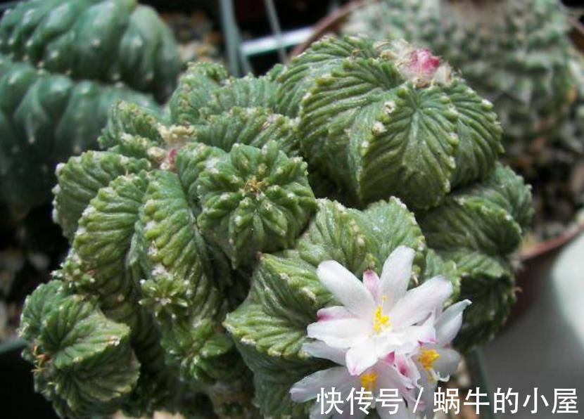 龟甲牡丹|盘点5种贵货多肉，大多数人养不起，养了要珍惜，你家养过几种？