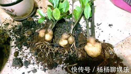 虎皮兰|悄悄告诉你，6种花“不用买”，1片叶子就能生根发芽、长爆盆