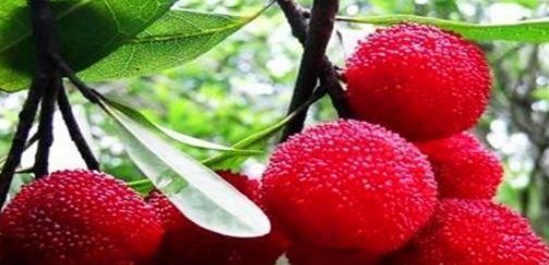 适合|女性适合吃的食物,健胃消食,排毒瘦身,清理毒素