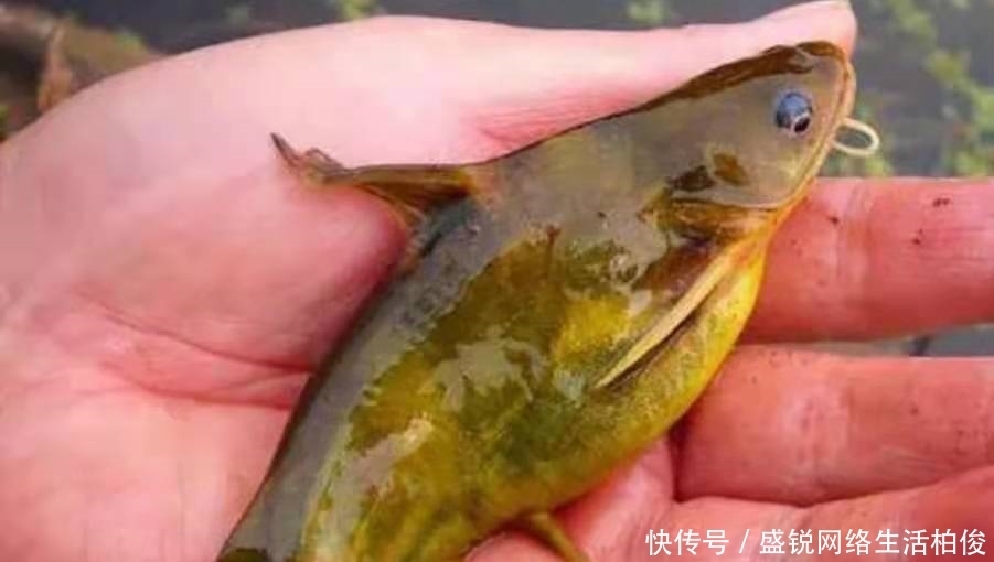 技巧|黄颡鱼再“饿”,没有换用这3个钓法技巧,你休想一钓就痛快!