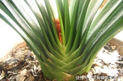 昼夜温差|专业应对君子兰夹箭技巧,3天抽箭开花,简单粗暴又有效