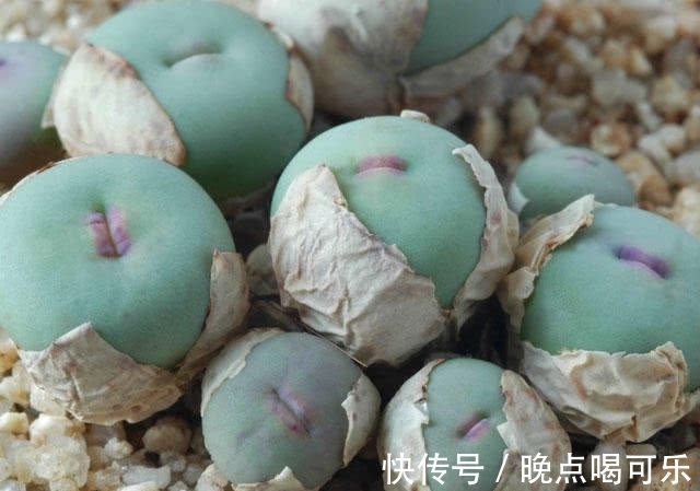 多肉植物界“最爱美”的一个品种!一张小红嘴真是可爱