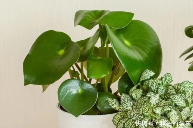 卫生间里少不了8种植物，水培土培都可以，阴凉潮湿处容易养好！