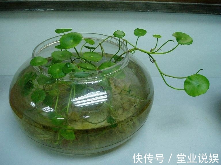 夏天那些水培的花,可以往土里栽了,秋天坐等长爆盆!