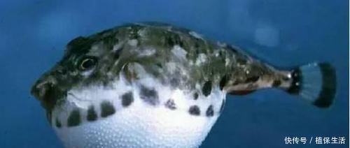 河鲀|各位钓鱼人，野钓中的这些有毒、有刺的淡水鱼，你们见过吗