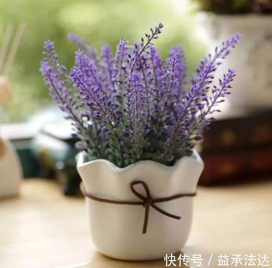 薰衣草|卧室养花就养它们,有香气又杀菌,改善睡眠