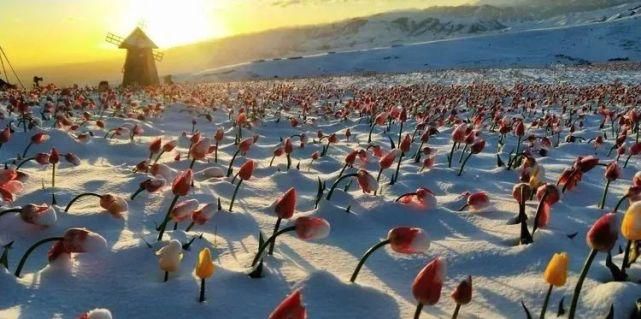 雪中的郁金香花海，再不看就没了！