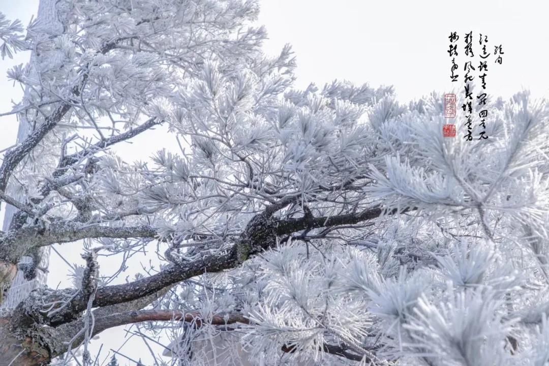 石梁美|一场初雪，天台石梁美成了画中仙~