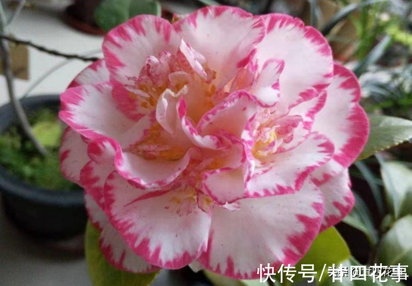 深秋养茶花，新手照着“4点”养，冬天有花赏，春节花大香浓