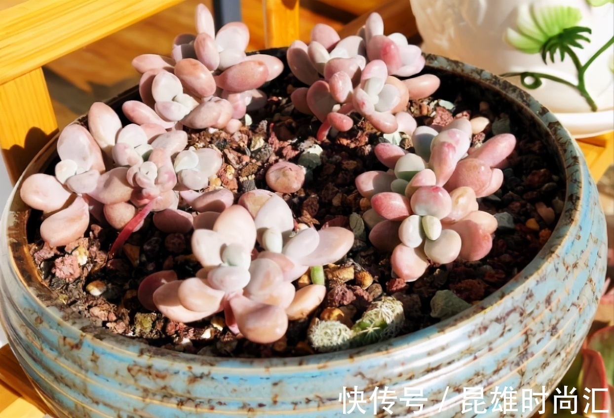 养多肉不知道如何浇水?老花匠在此分享妙招,告诉你其实并不难