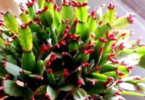 蟹爪兰、长寿不开花7天一碗“催花水”，25天冒花芽，一开200朵