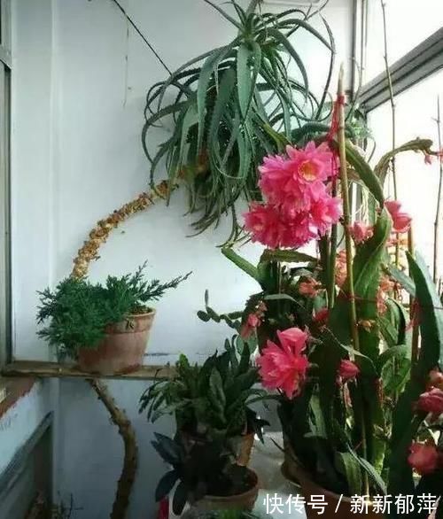 绿色植物|想要芦荟成老桩？知道这个妙招，叶片厚实肥美，几年就成树