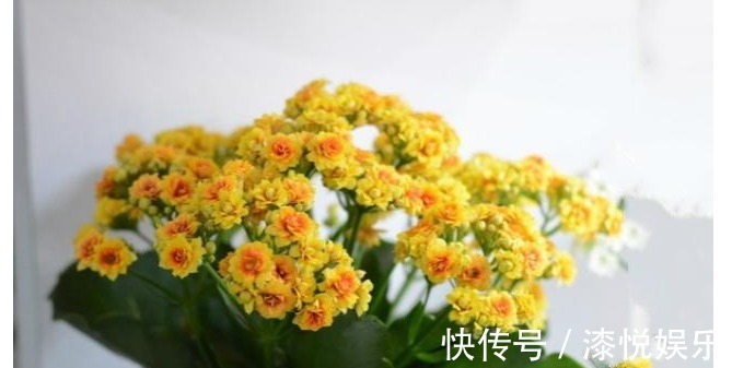 花盆|以下养的长寿花,开花又美又多,每年都有花赏,值得一试
