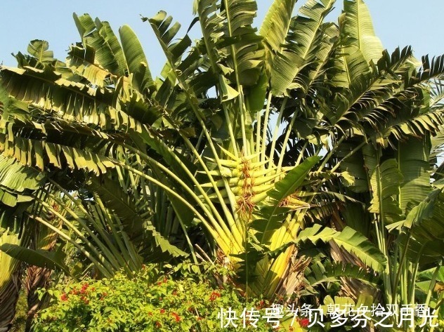 这植物是沙漠中的给水站,人称“沙漠甘泉”,叶子似芭蕉扇很好看