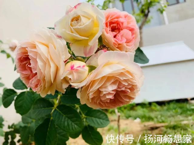 22种最漂亮的月季,一次能开300天,满屋飘香开花多