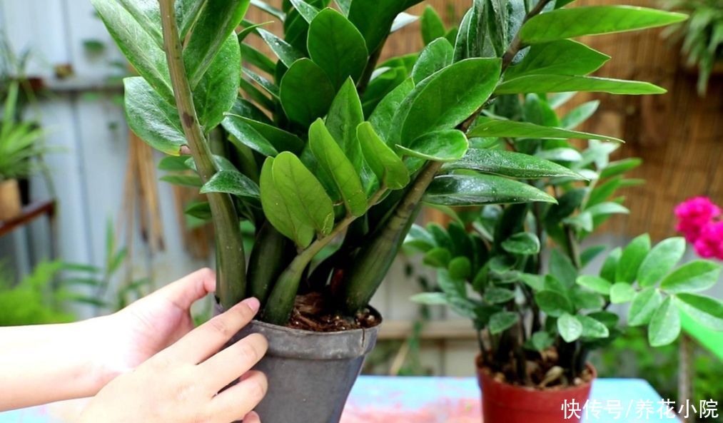 浇水|养金钱树，别只浇水，补上2肥，不停冒新芽
