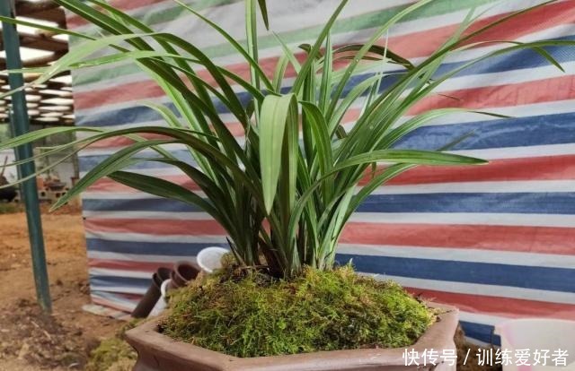 老前辈总结的兰花盖面技巧,记下一句,发芽率和出根率高一倍!